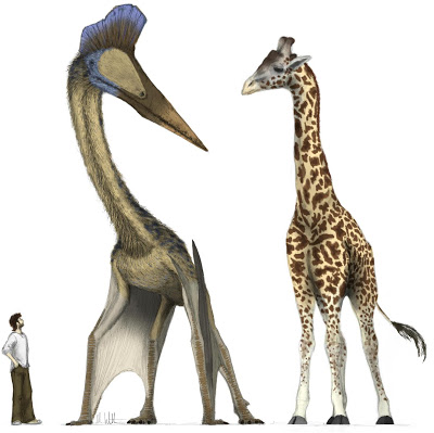 Hatzegopteryx